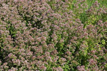 Sweet Marjoram (Origanum majorana) Seeds – 2,000 ct