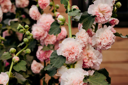 50 SUMMER CARNIVAL HOLLYHOCK Double Mixed Colors Red Pink White Yellow Peach Alcea Rosea Flower Seeds