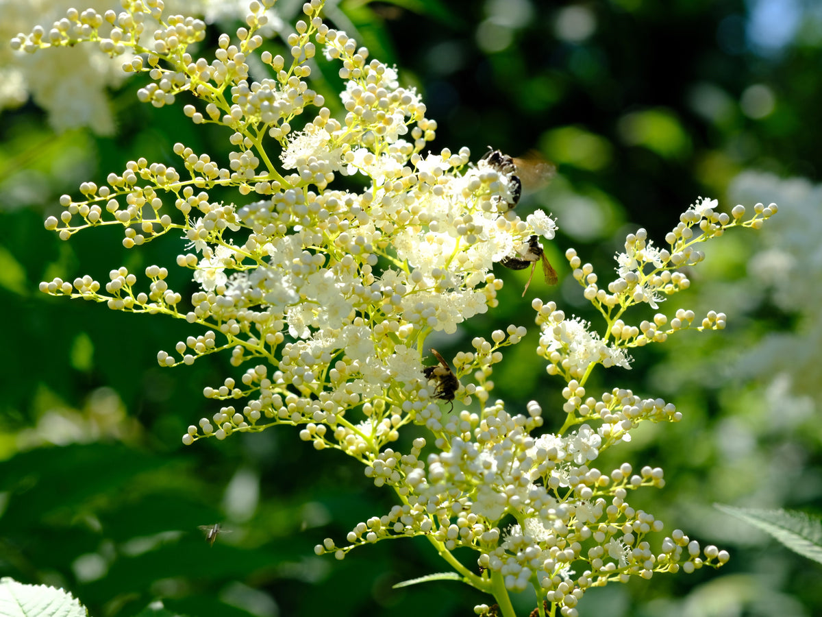 75 SMOOTH SUMAC TREE Red Berries Rhus Glabra Borealis Seeds