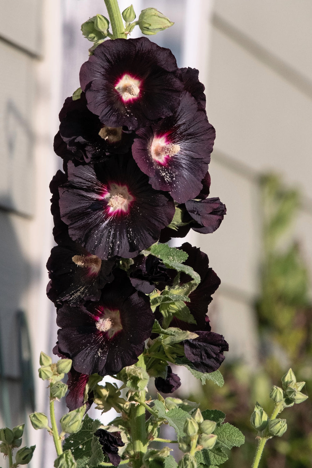 Black Hollyhock (Alcea rosea 'Nigra') Seeds – 25 ct