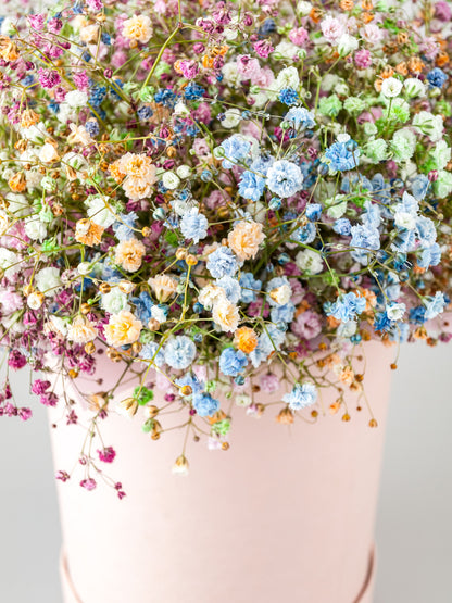Covent Garden White Baby's Breath (Gypsophila elegans) Seeds – 1,000 ct