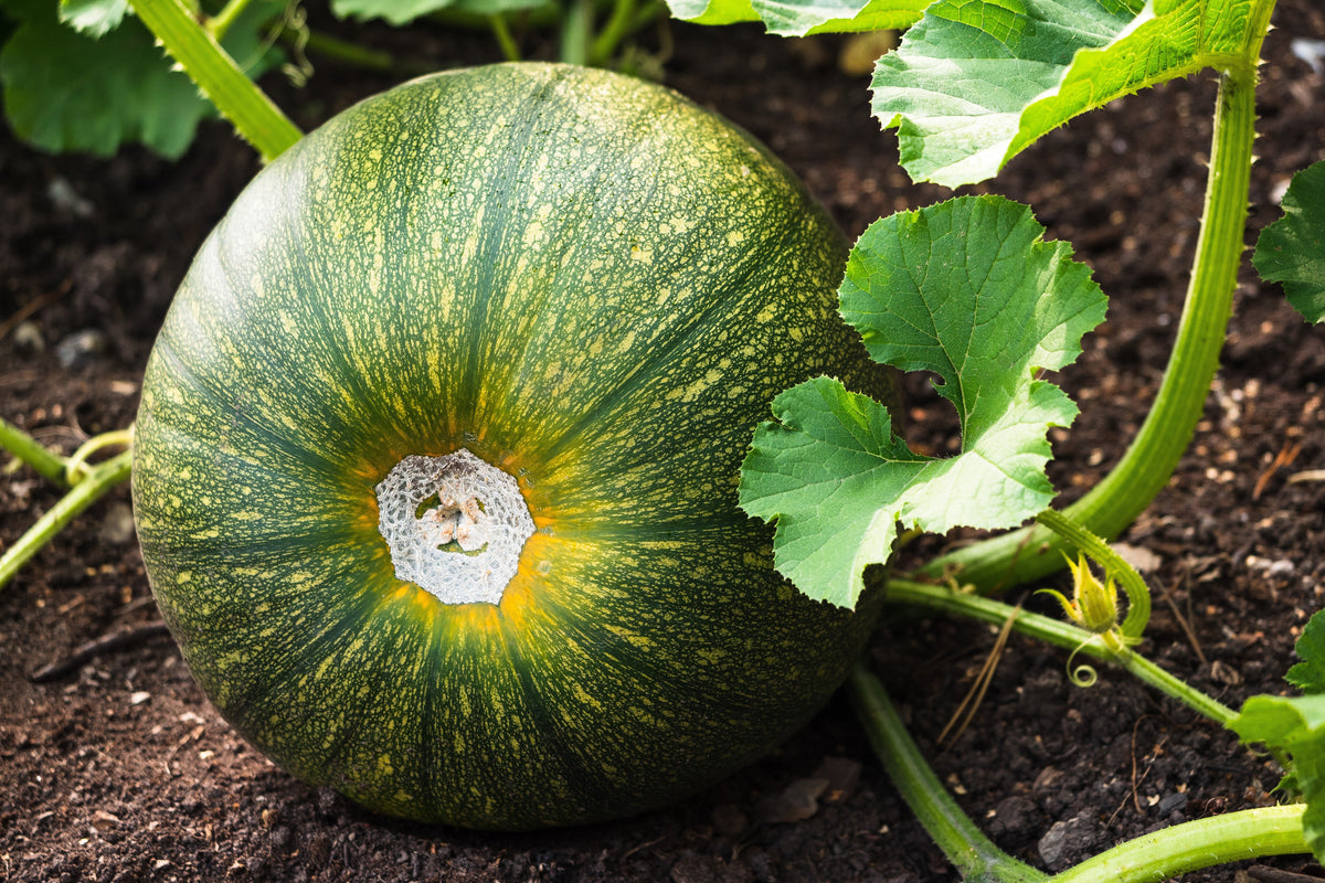 Round Zucchini (Cucurbita pepo) Seeds – 50 ct