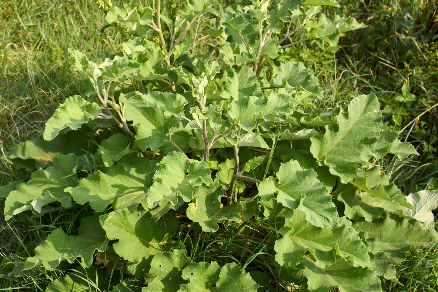 200 Burdock (Arctium Lappa) Seeds