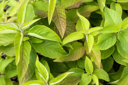 20 Dwarf PINK BEE BALM Monarda Bradburiana Eastern Beebalm Herb Flower Seeds