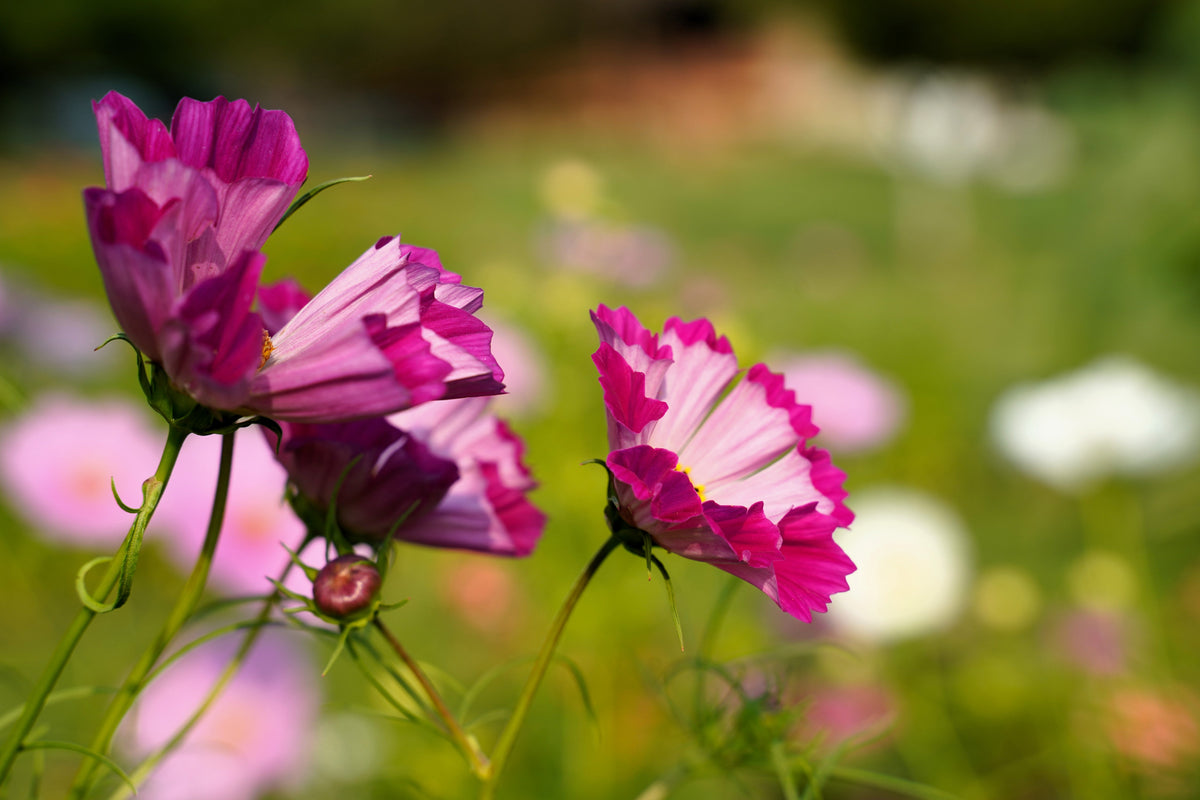 Seashells Cosmos (Cosmos bipinnatus) Seeds – 200 ct
