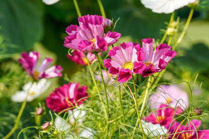 Seashells Cosmos (Cosmos bipinnatus) Seeds – 200 ct