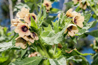 Black Henbane (Hyoscyamus niger) Seeds – 200 ct