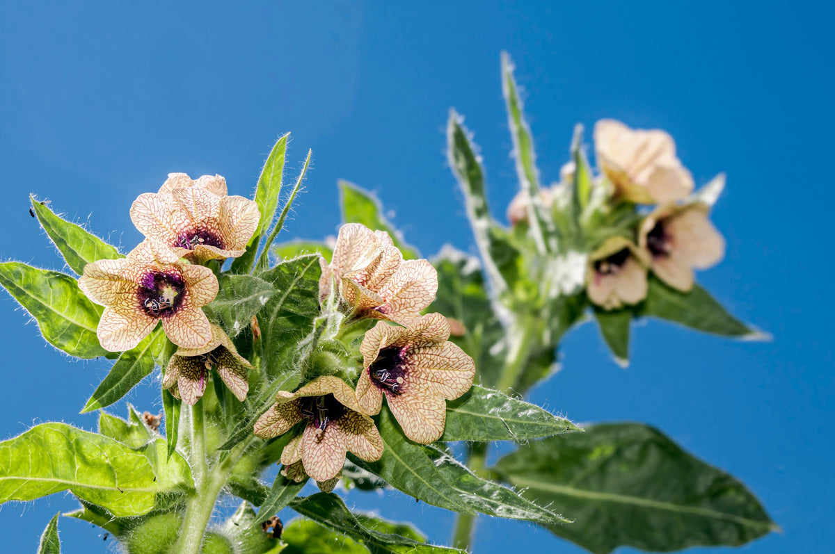 Black Henbane (Hyoscyamus niger) Seeds – 200 ct