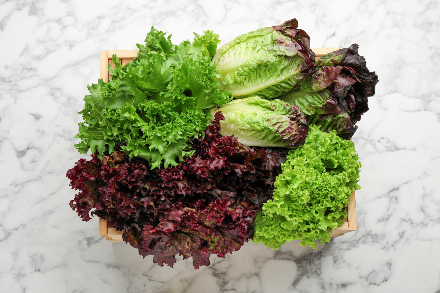 3000 Red Salad Bowl Leaf Lettuce (Lactuca Sativa) Seeds