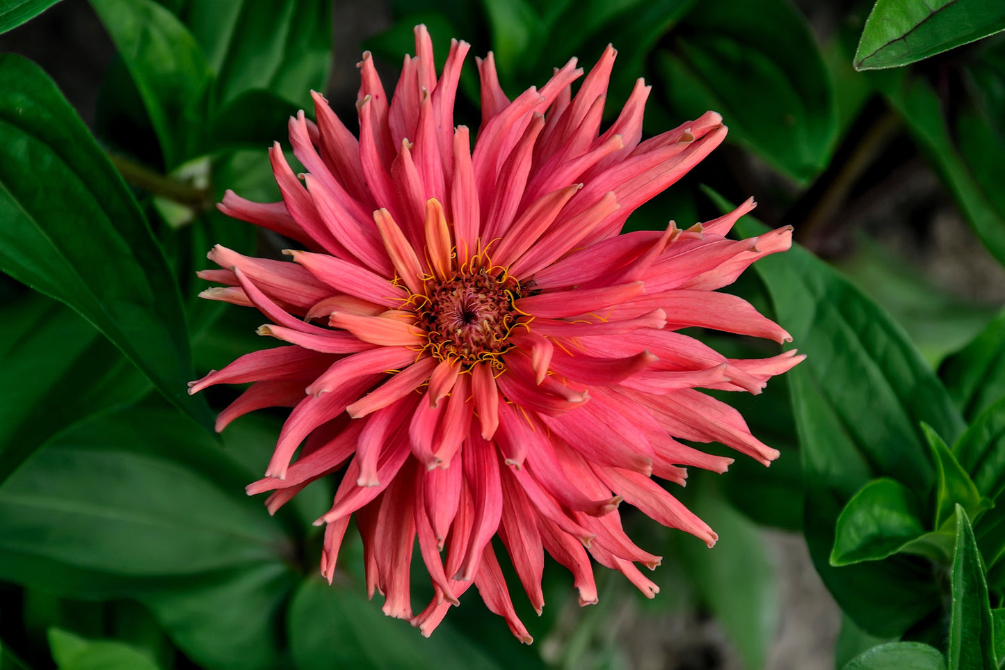 300 Cactus Flowered Zinnia Mix (Zinnia Elegans) Seeds