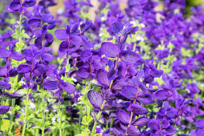 50 Blue Monday Clary Sage (Salvia Viridis Horminum) Seeds