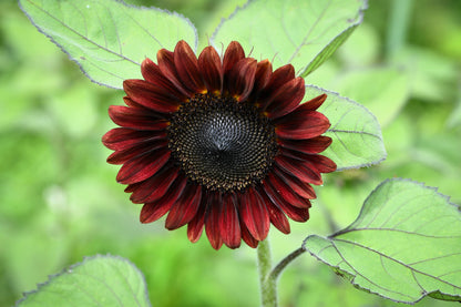 25 Velvet Queen Sunflower (Helianthus Annuus) Seeds