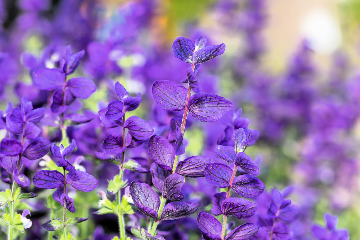 50 Blue Monday Clary Sage (Salvia Viridis Horminum) Seeds