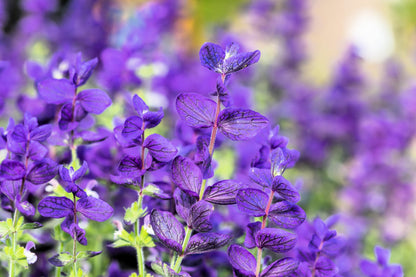 50 Blue Monday Clary Sage (Salvia Viridis Horminum) Seeds
