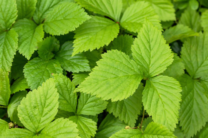 10 Arctic Raspberry (Rubus Arcticus) Seeds