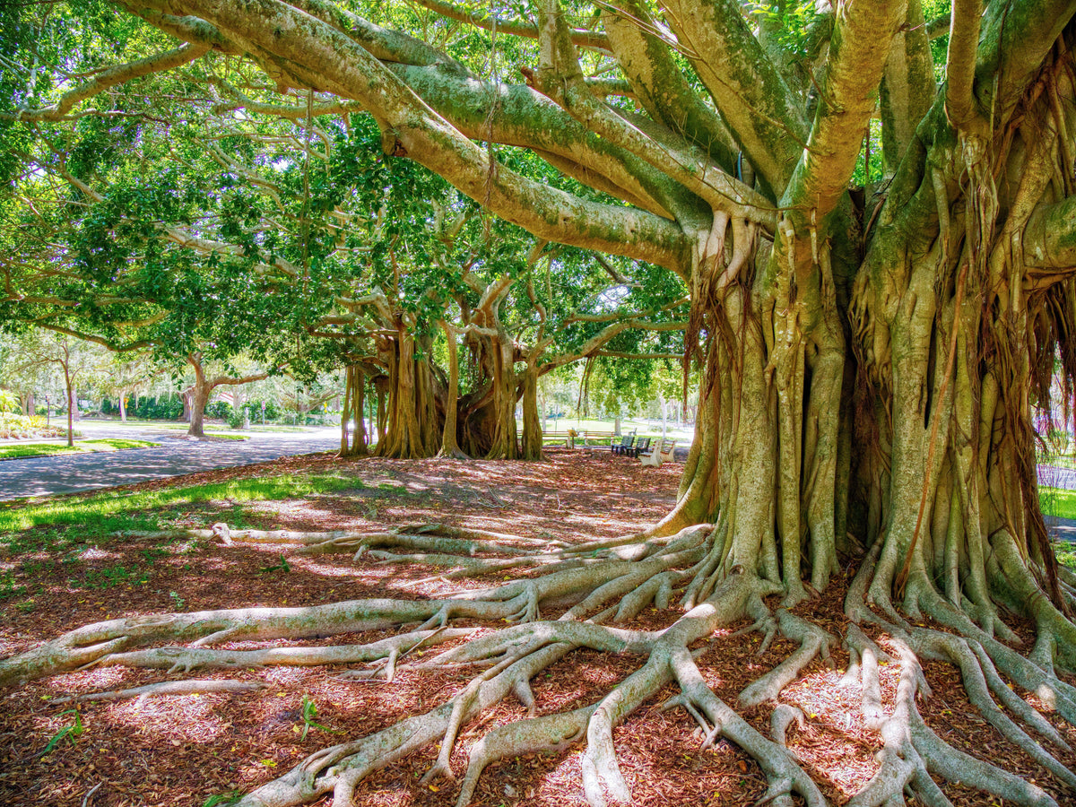 Banyan Fig (Ficus benghalensis) Seeds – 50 ct