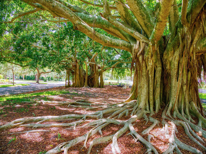 Banyan Fig (Ficus benghalensis) Seeds – 50 ct