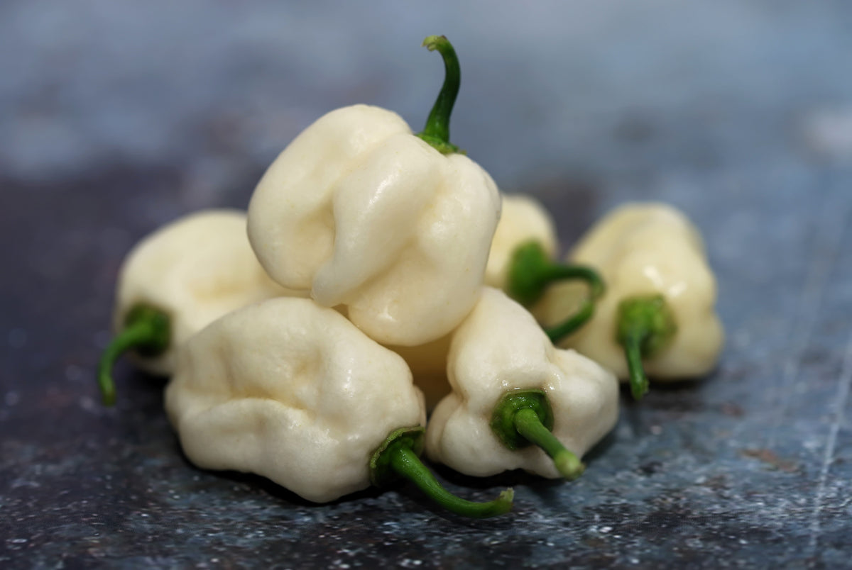 White Habanero Pepper (Capsicum chinense) Seeds – 50 ct