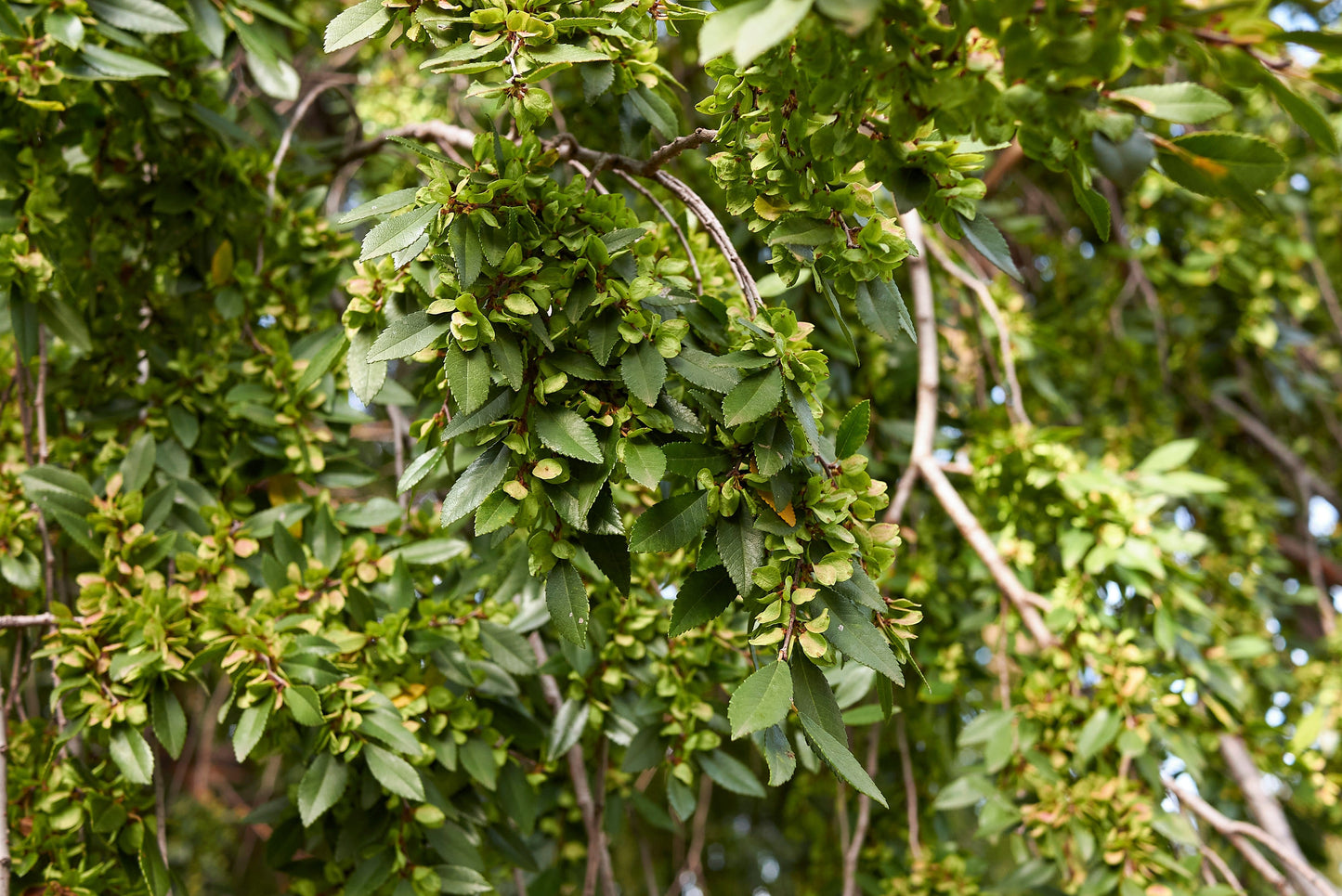 50 Chinese Elm Tree (Ulmus Parvifolia) Seeds