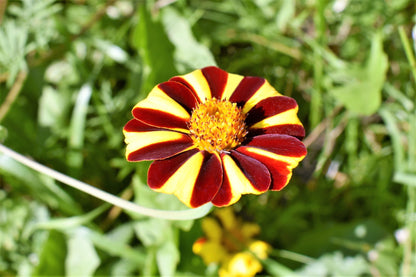 Court Jester French Marigold (Tagetes patula) Seeds – 100 ct