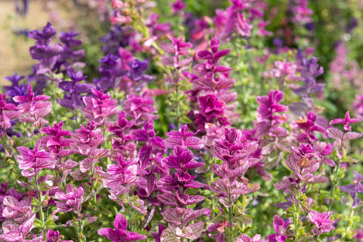 Pink Sundae Clary Sage (Salvia viridis) Seeds – 50 ct
