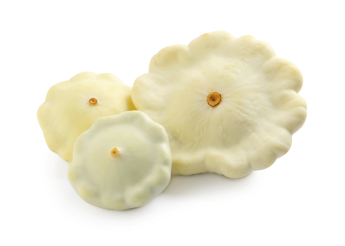 50 Patty Pan Squash (Cucurbita Pepo) Seeds