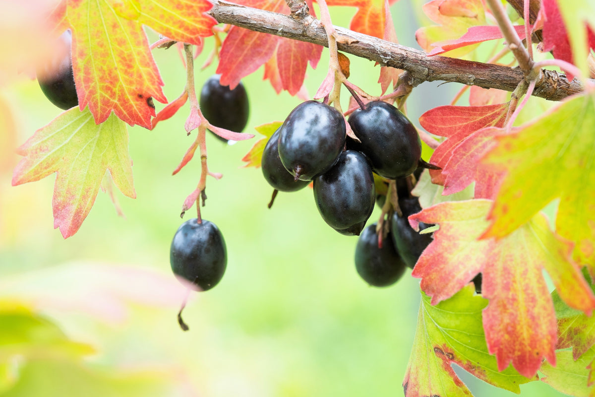 20 GOLDEN CURRANT SHRUB Black Fruit Yellow Flower Ribes Chrysobotrya Aurea Seeds