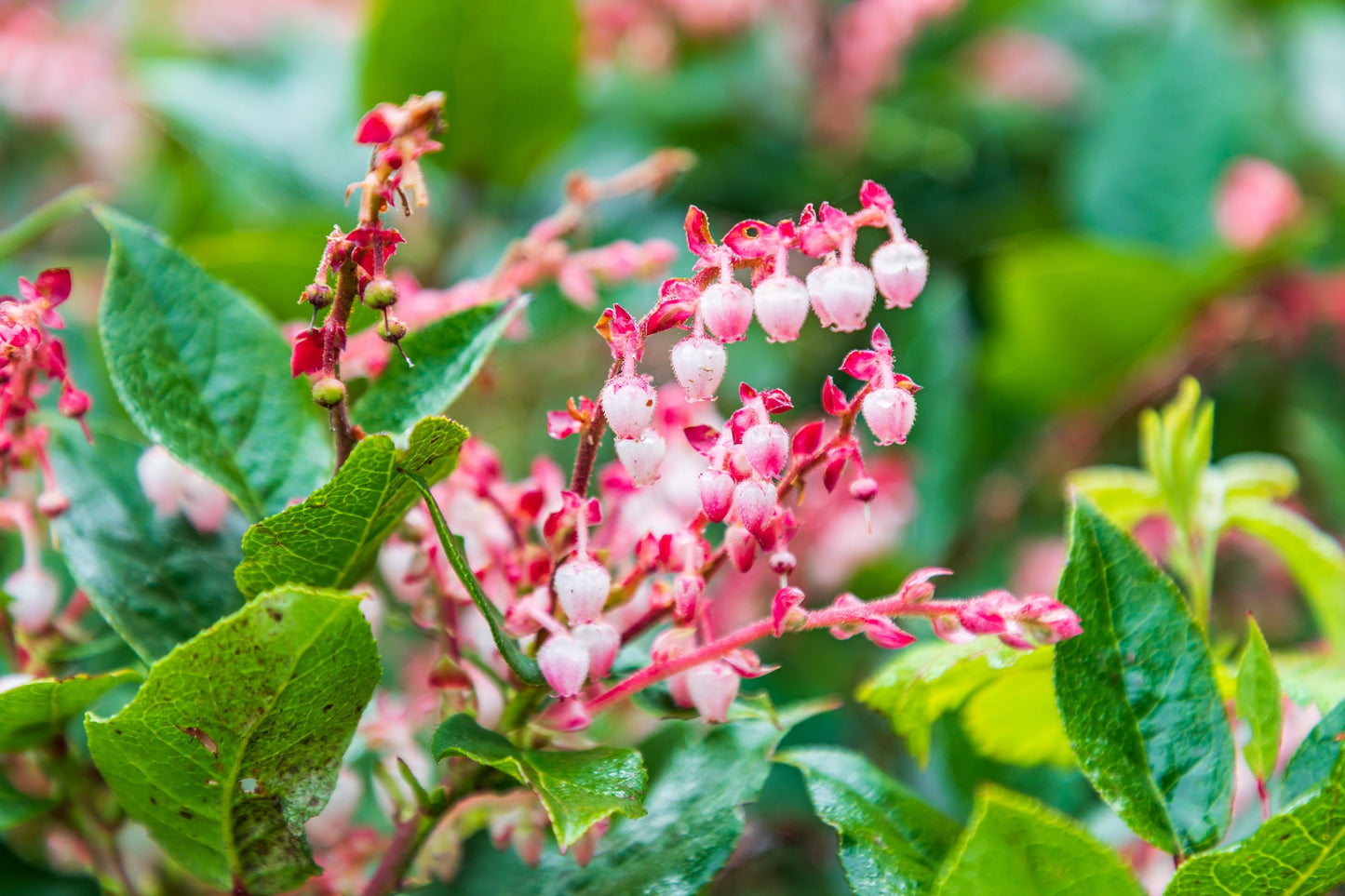 40 Salal Berry (Gaultheria Shallon) Seeds