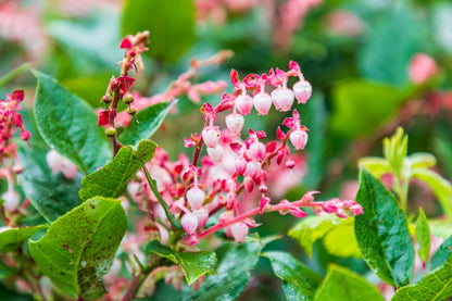 40 Salal Berry (Gaultheria Shallon) Seeds