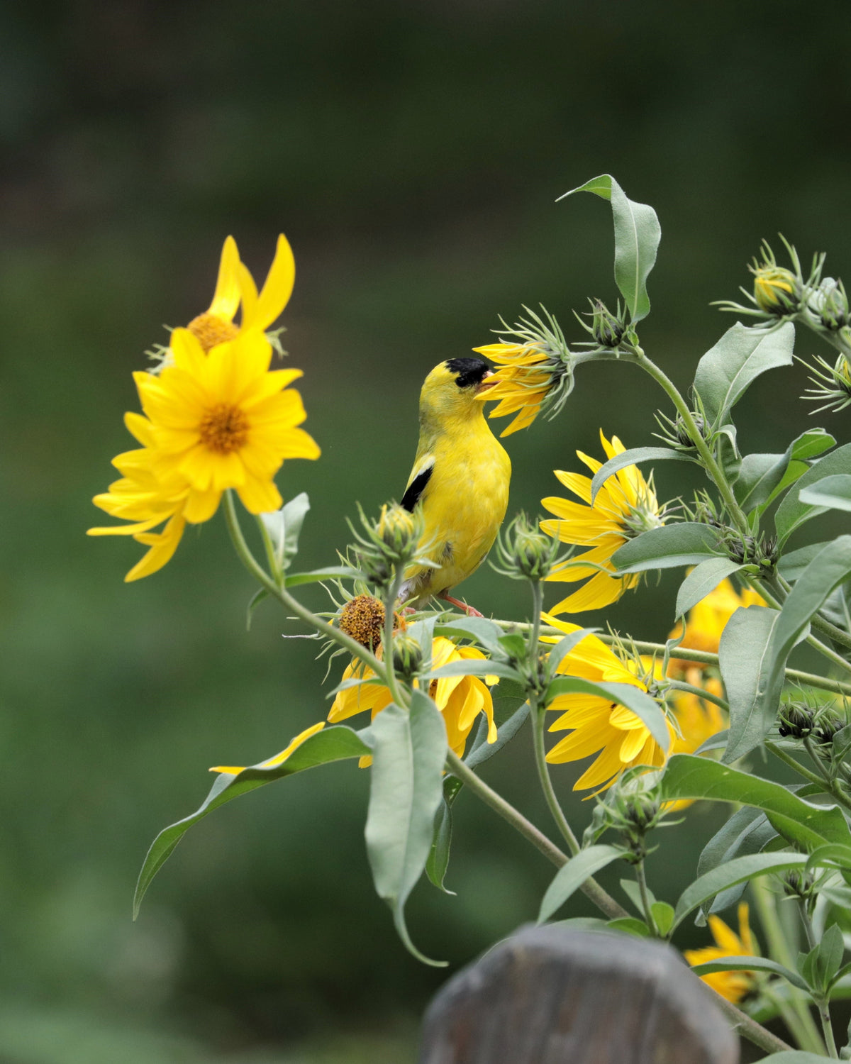 250 MAXIMILIAN (Prairie) SUNFLOWER Helianthus Maximiliani Flower Seeds