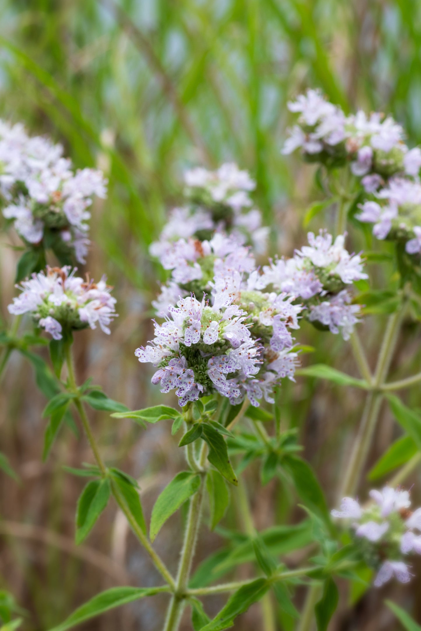 400 Hairy Mountain Mint (Pycnanthemum Pilosum) Seeds