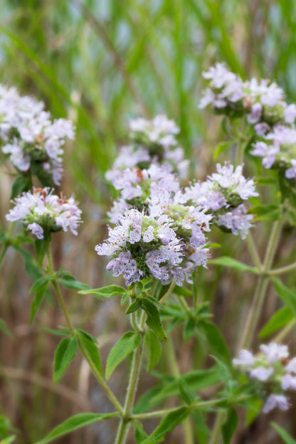 400 Hairy Mountain Mint (Pycnanthemum Pilosum) Seeds