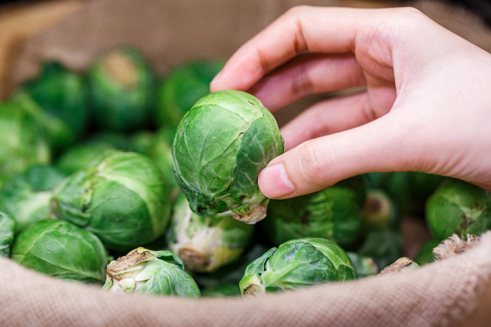500 Heirloom Brussels Sprouts (Brassica Oleracea) Seeds