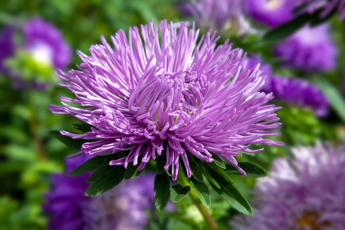 Violet Needle Aster (Callistephus chinensis) Seeds – 30 ct