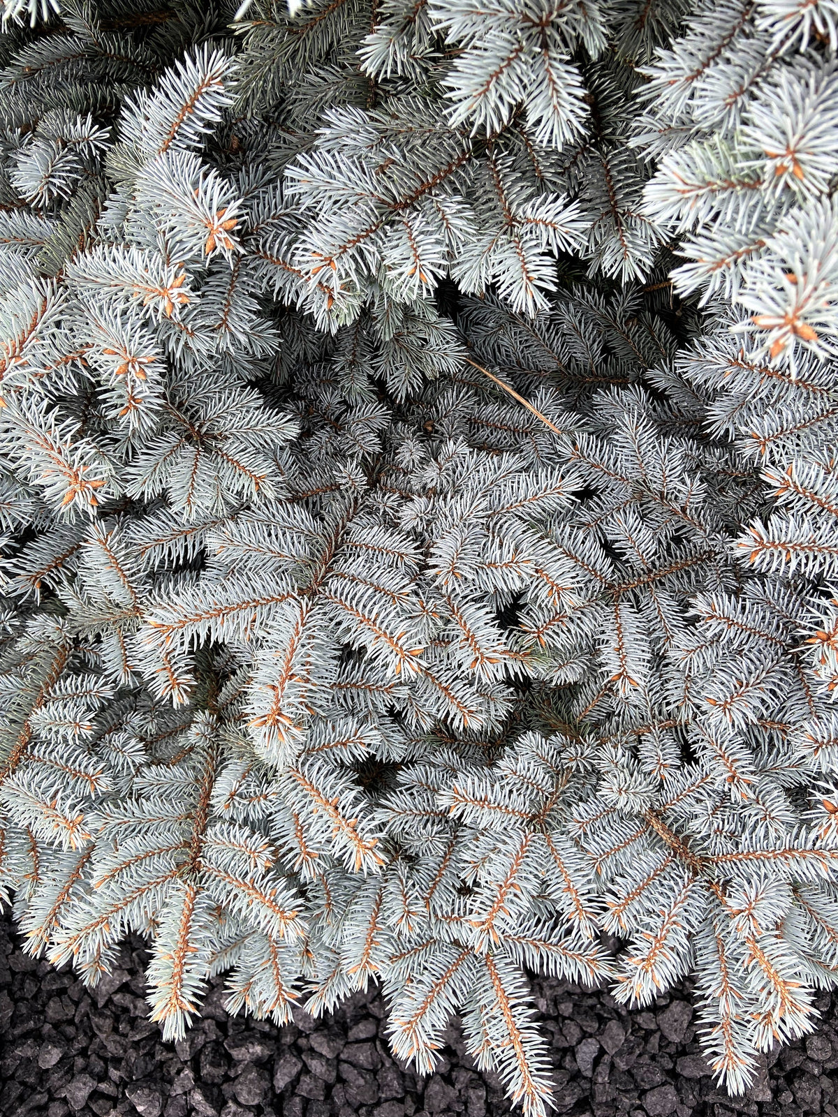 Colorado Blue Spruce (Picea pungens) Seeds – 50 ct
