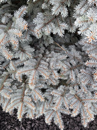 Colorado Blue Spruce (Picea pungens) Seeds – 50 ct