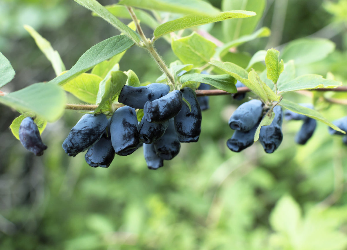 Honeyberry (Lonicera caerulea) Seeds – 30 ct