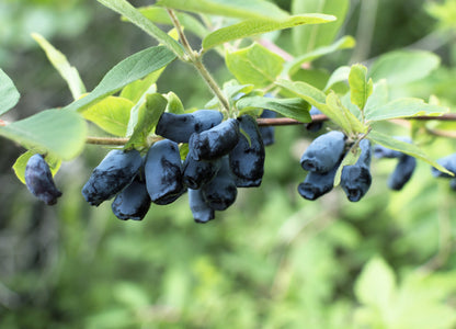 Honeyberry (Lonicera caerulea) Seeds – 30 ct