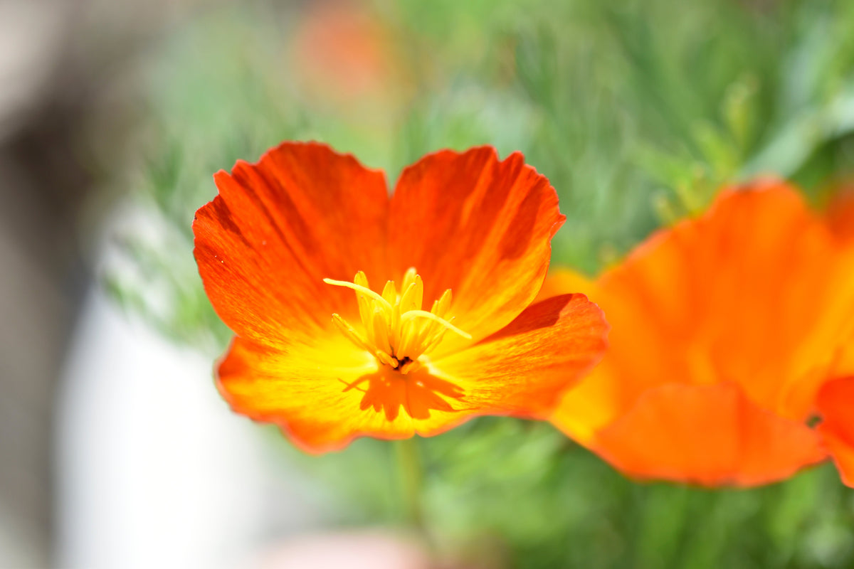 Mikado California Poppy (Eschscholzia californica) Seeds – 1,500 ct