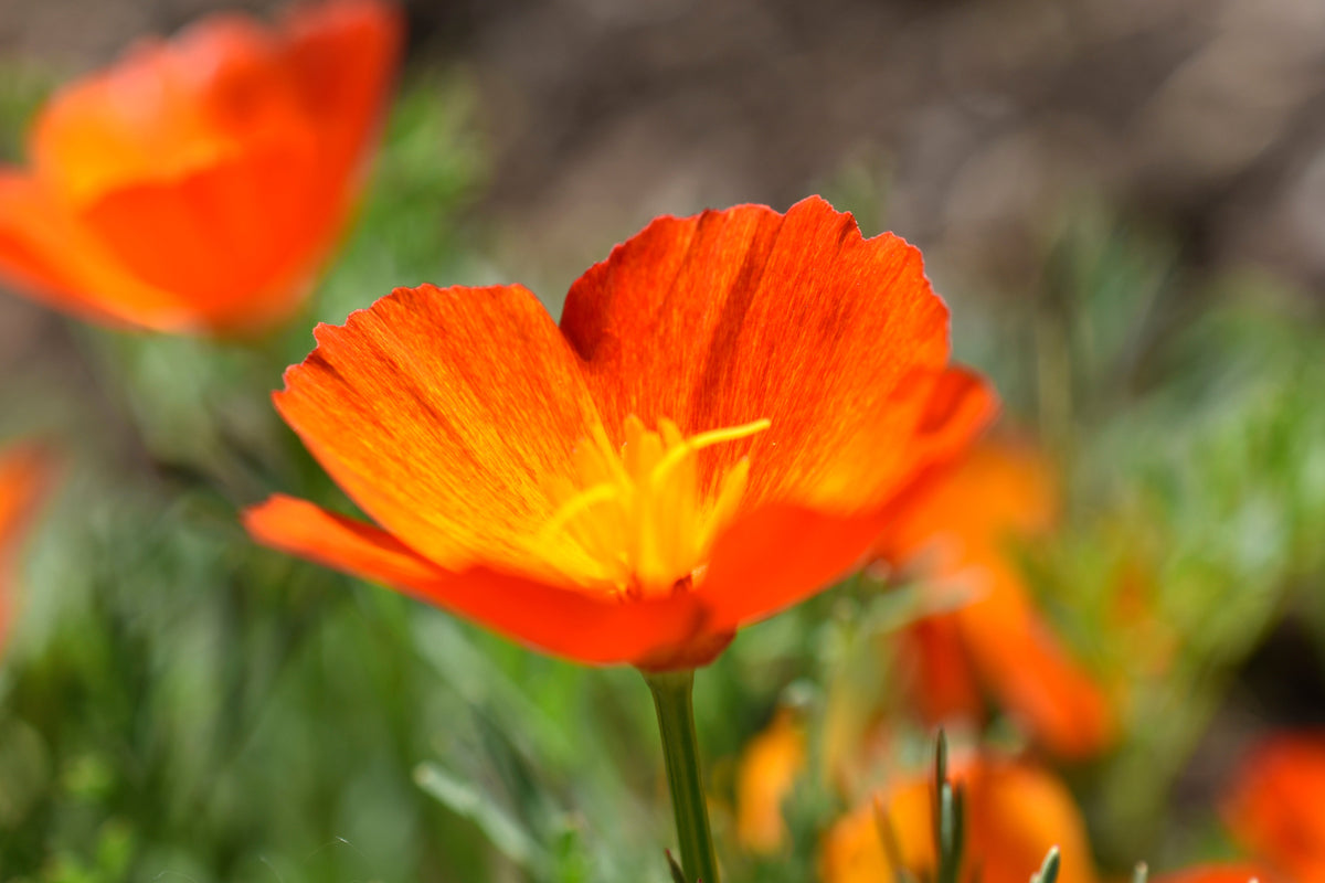 Mikado California Poppy (Eschscholzia californica) Seeds – 1,500 ct