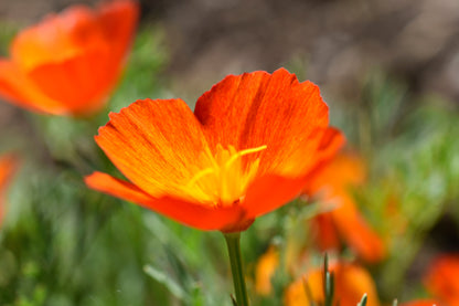 Mikado California Poppy (Eschscholzia californica) Seeds – 1,500 ct