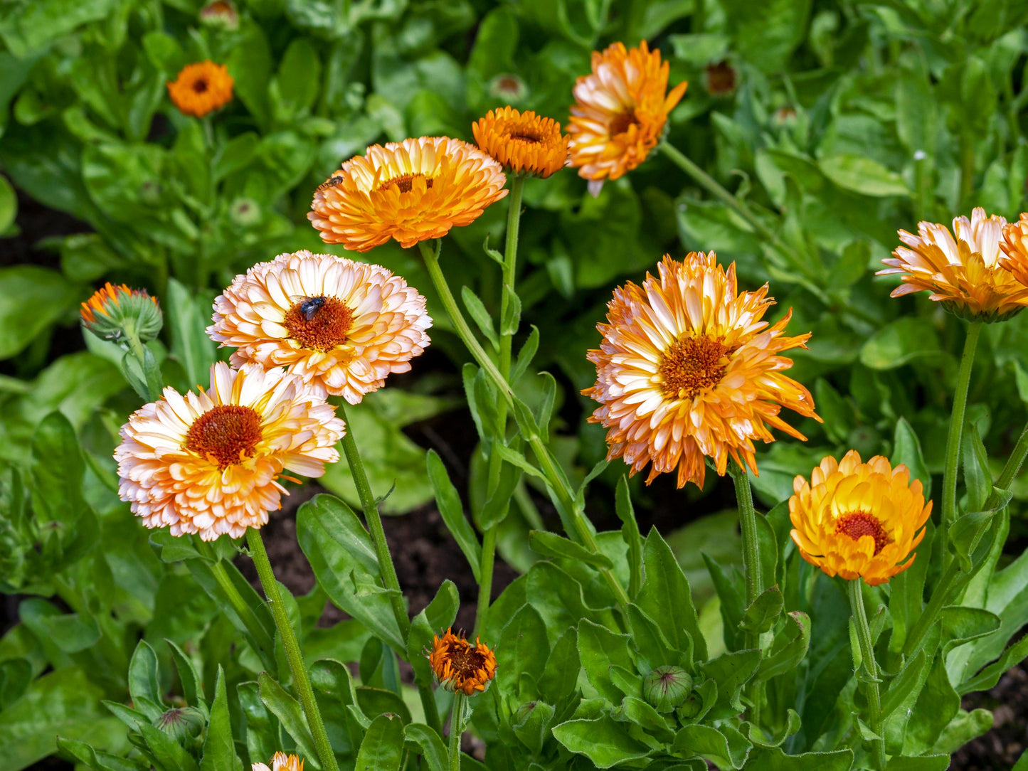 20 Zeolights Calendula (Calendula Officinalis) Seeds