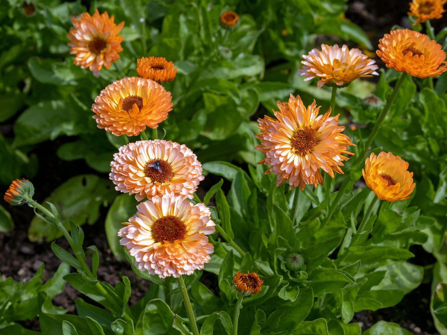20 Zeolights Calendula (Calendula Officinalis) Seeds