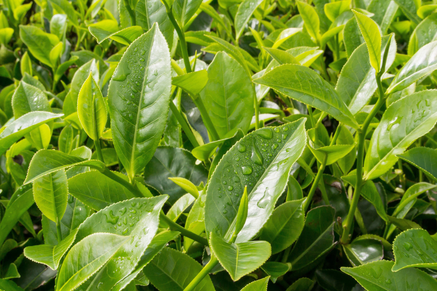 1 Lb Black & Green Drinking Tea (Camellia Sinensis) Seeds