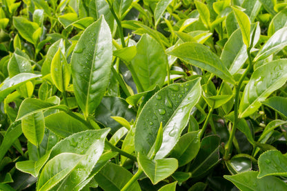 1 Lb Black & Green Drinking Tea (Camellia Sinensis) Seeds
