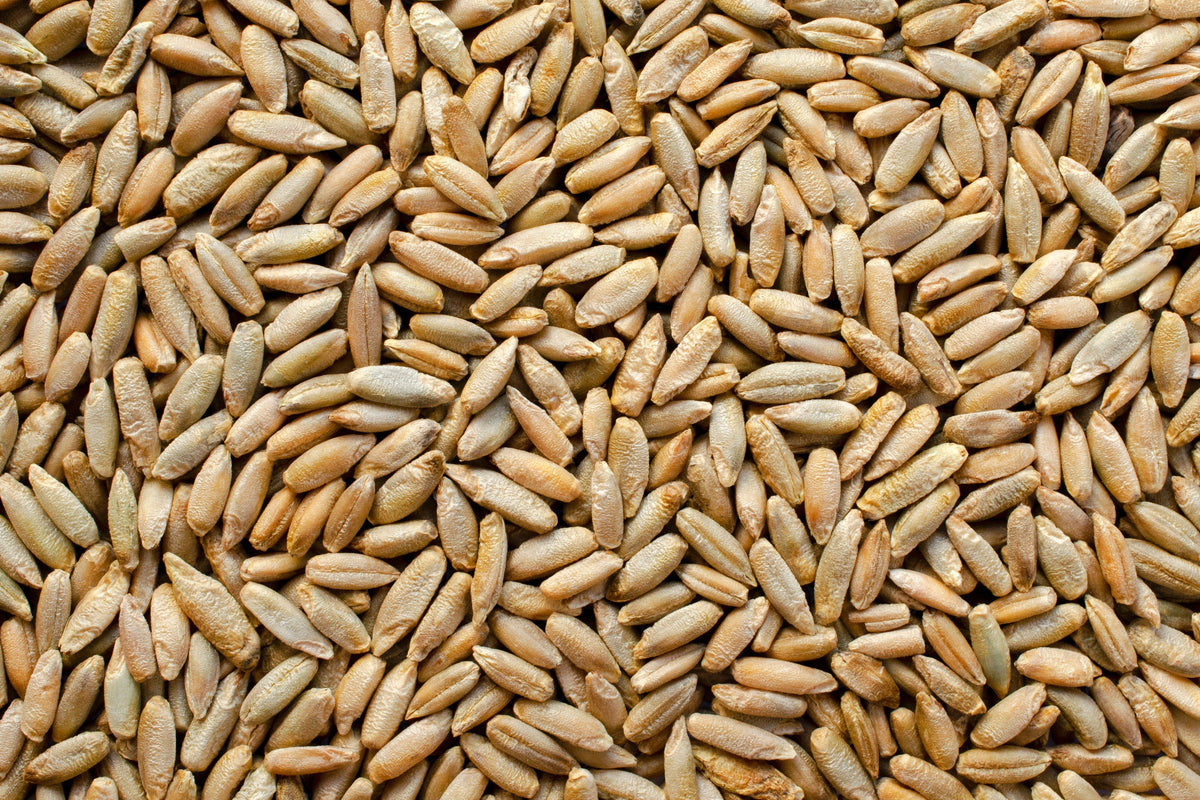 Wrens Abruzzi Winter Rye (Secale cereale) Seeds – 300 ct