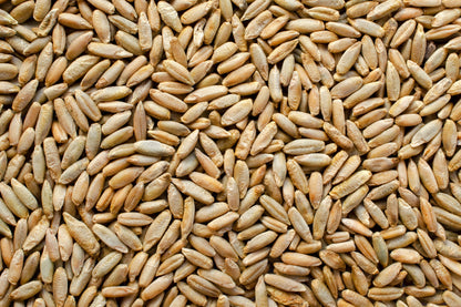 Wrens Abruzzi Winter Rye (Secale cereale) Seeds – 300 ct