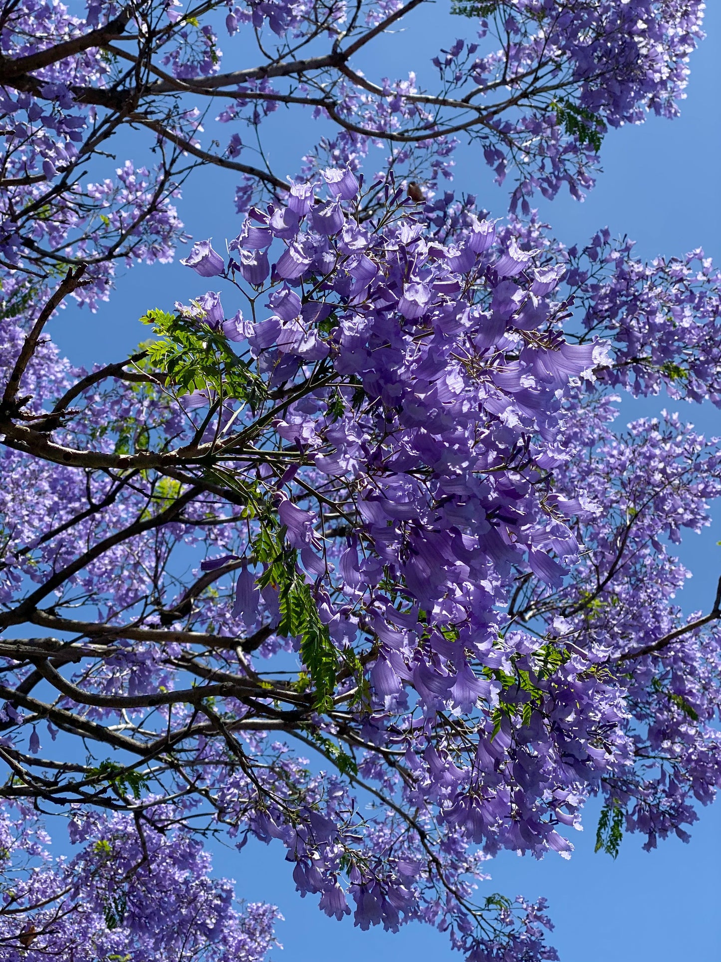 25 Blue Jacaranda Tree (Jacaranda Mimosifolia) Seeds