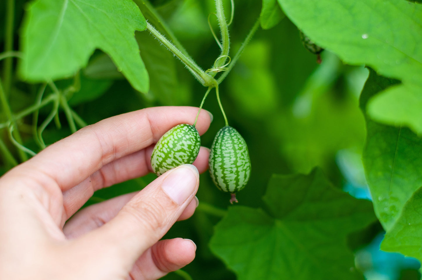 10 Cucamelon (Melothria Scabra) Seeds