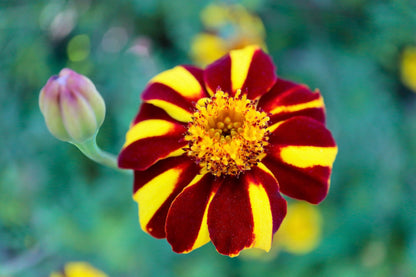 Court Jester French Marigold (Tagetes patula) Seeds – 100 ct